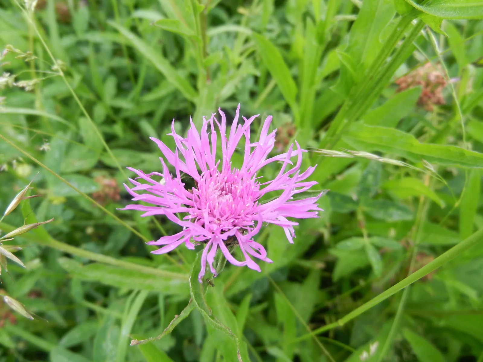 Fleur de centaurée violette, symbole de la biodiversité que nous préservons